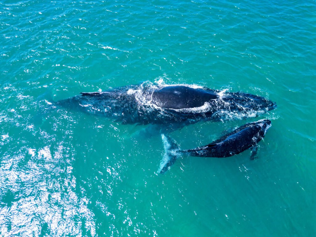 Whale Watching Adventure