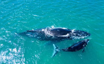 Whale Watching Adventure